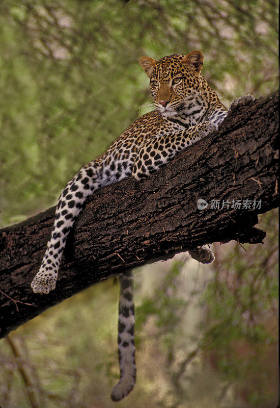 非洲豹(Panthera pardus parus)是一种豹的亚种，分布在撒哈拉以南非洲的大部分地区。肯尼亚桑布鲁国家保护区。近距离在一棵树上。